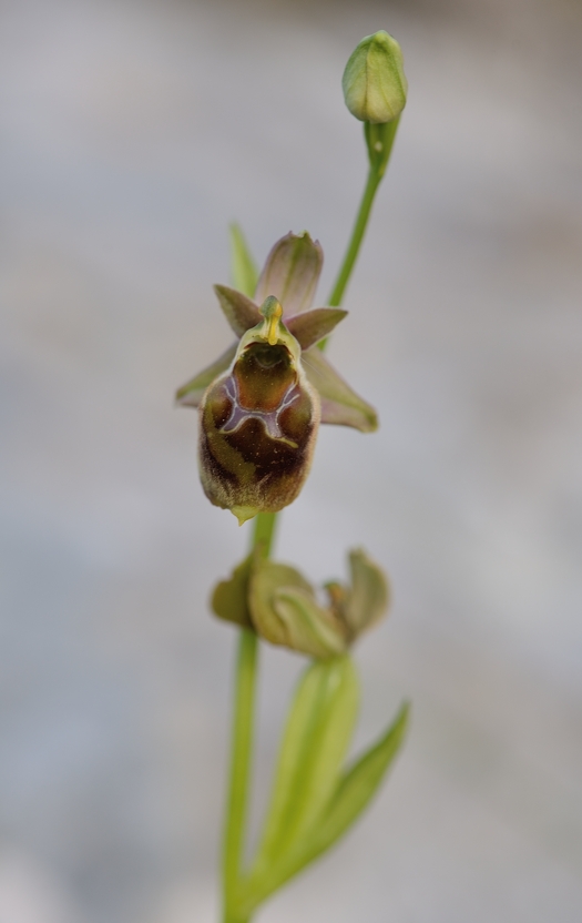 ophrys