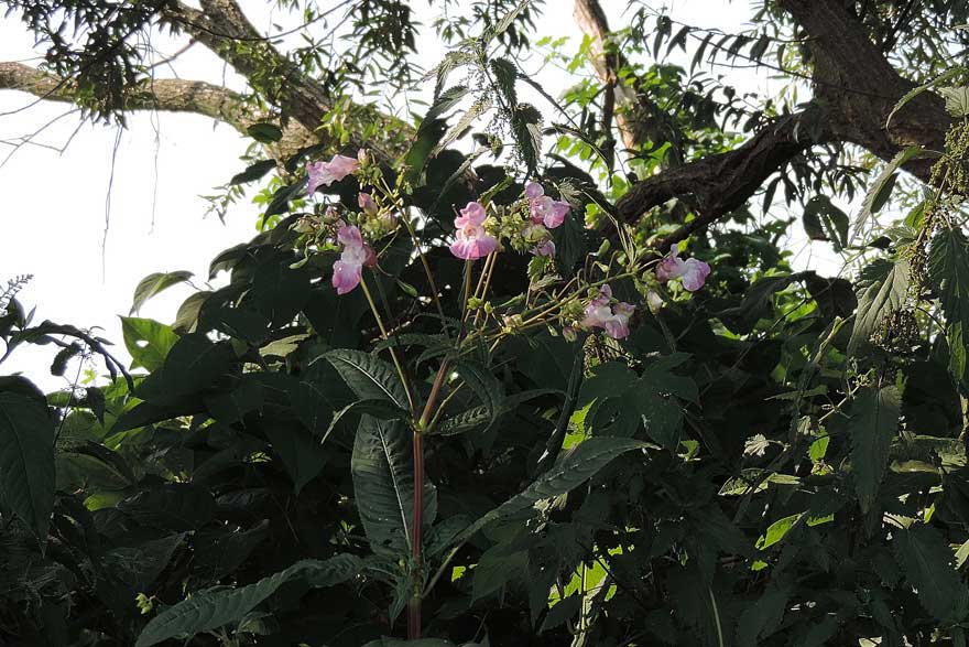 Impatiens glandulifera