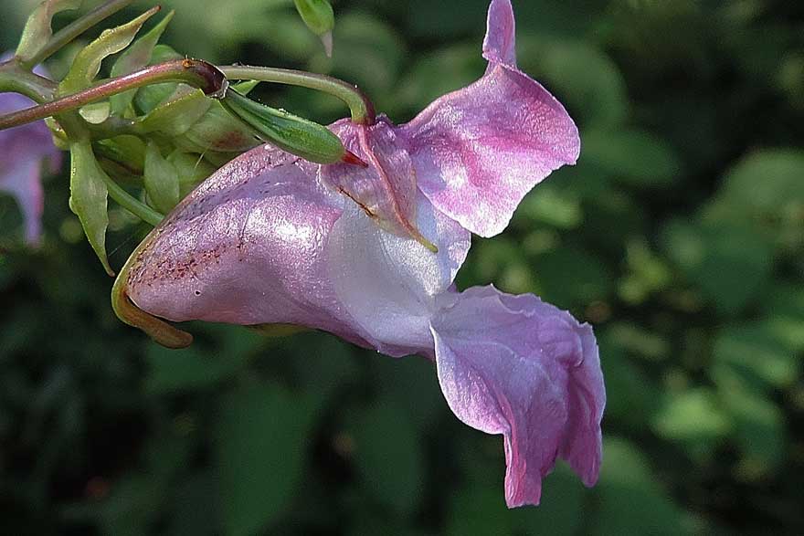 Impatiens glandulifera