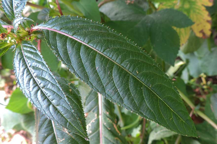 Impatiens glandulifera