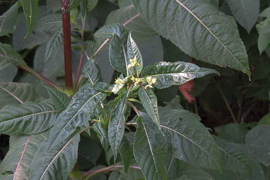 Impatiens glandulifera