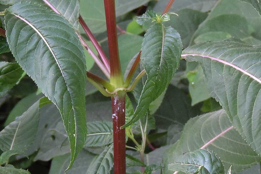 Impatiens glandulifera