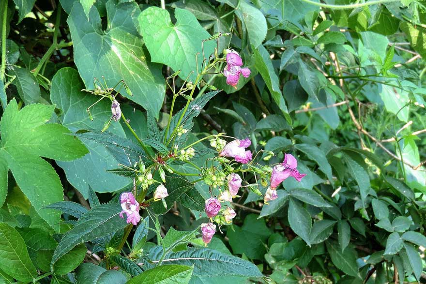 Impatiens glandulifera