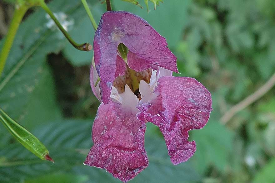 Impatiens glandulifera