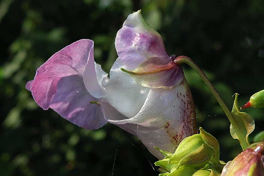 Impatiens glandulifera