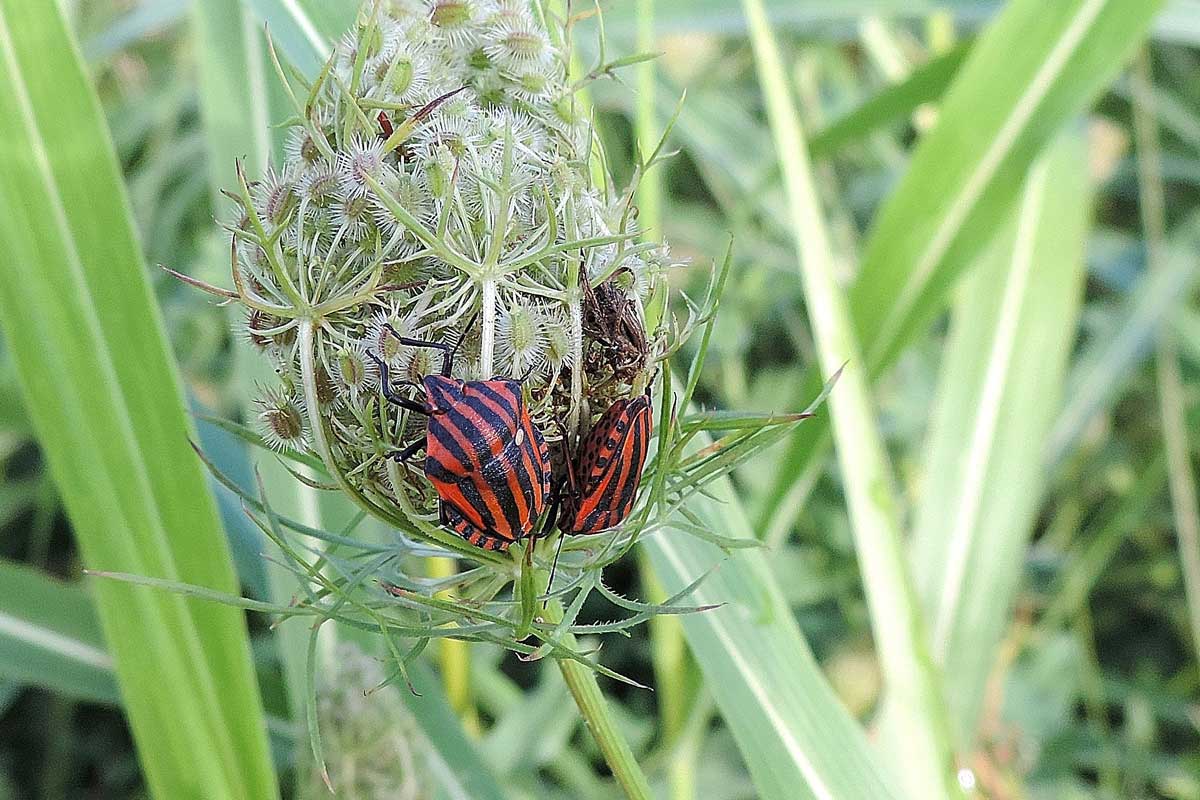 Pentatomidae: Graphosoma lineatum italicum del Piemonte (NO)