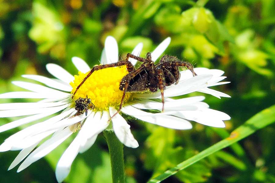 Pardosa sp. - Novara