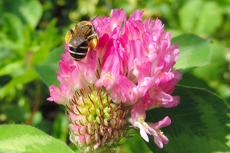 Femmina di Andrena sp.