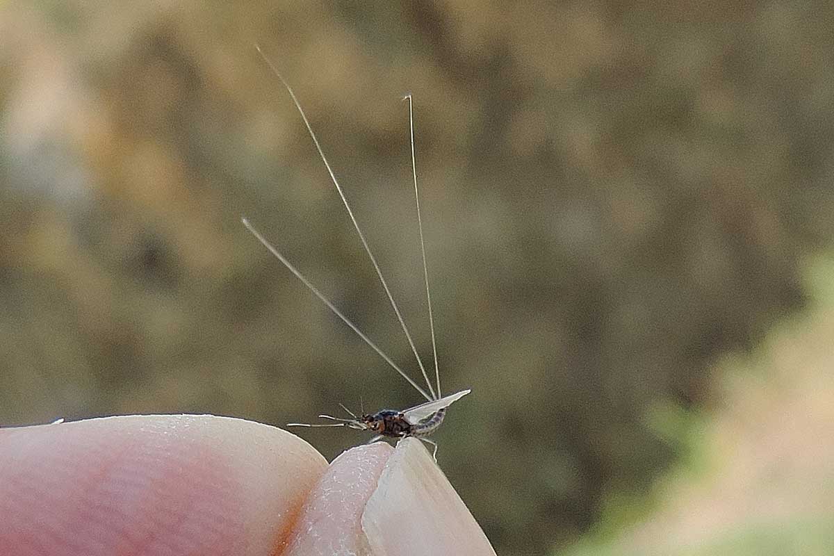 Effimera?  S. Caenis sp. (Caenidae)