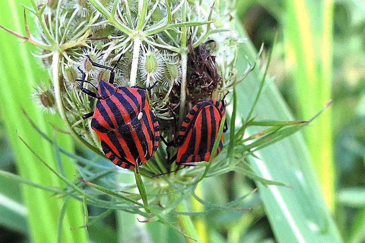 Pentatomidae: Graphosoma lineatum italicum del Piemonte (NO)