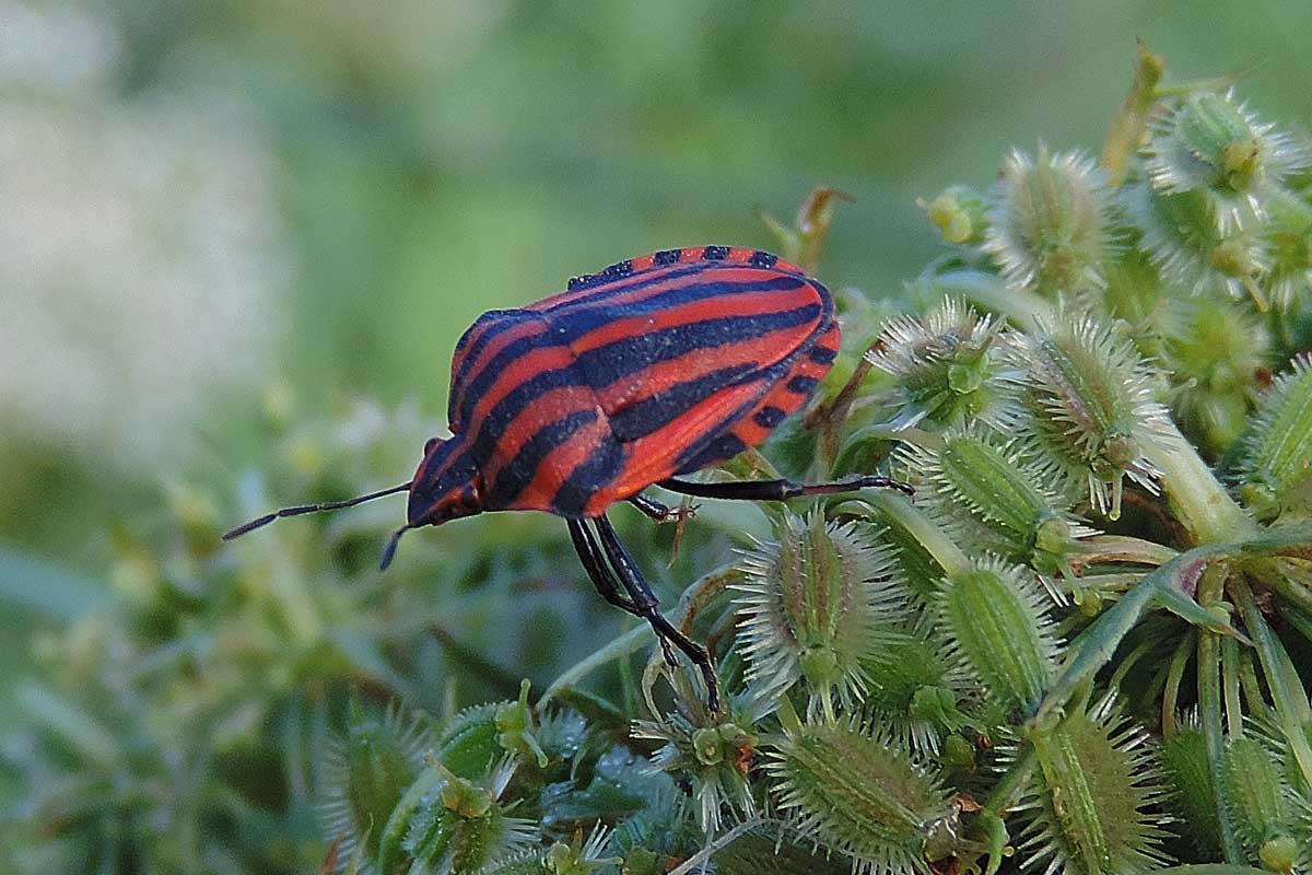 Pentatomidae: Graphosoma lineatum italicum del Piemonte (NO)