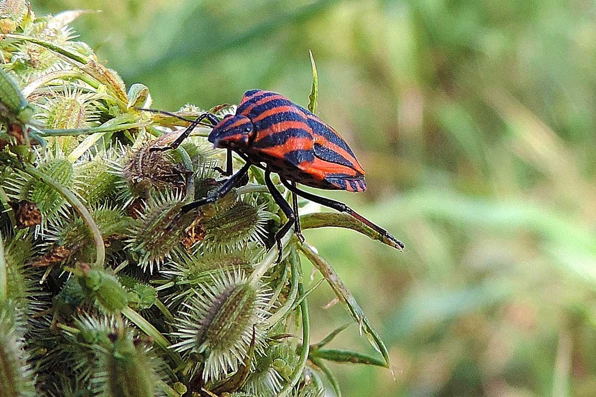 Pentatomidae: Graphosoma lineatum italicum del Piemonte (NO)