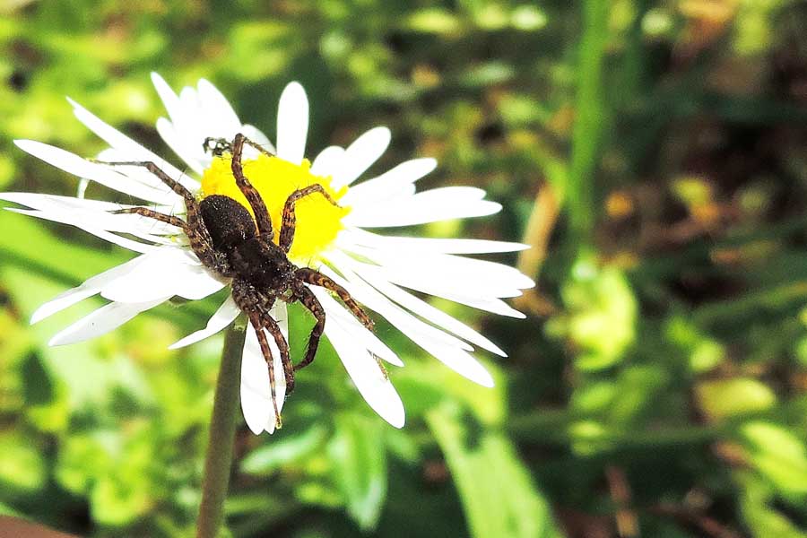 Pardosa sp. - Novara