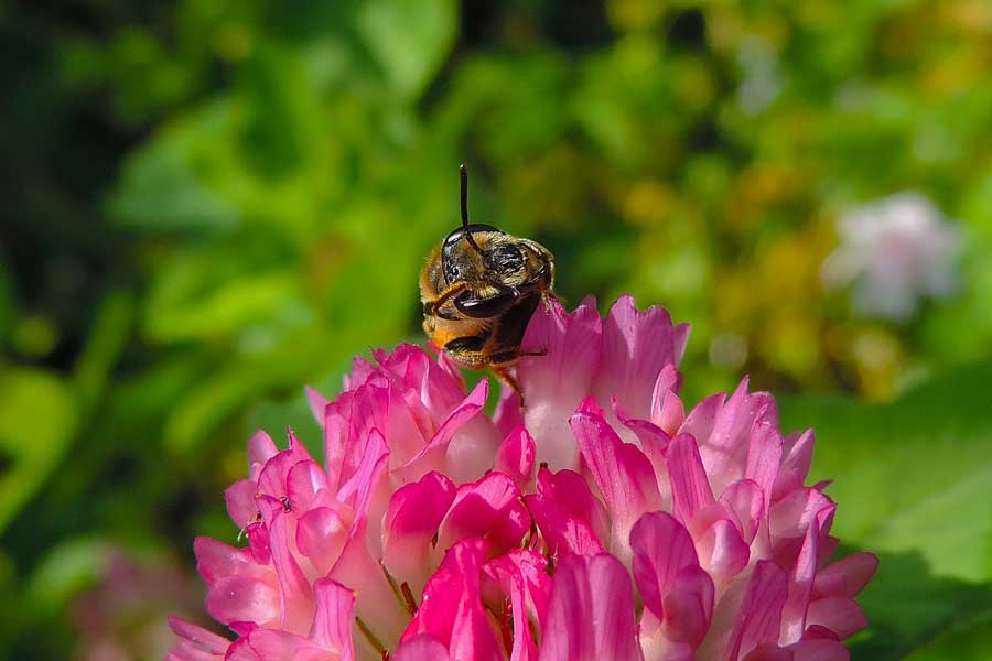 Femmina di Andrena sp.