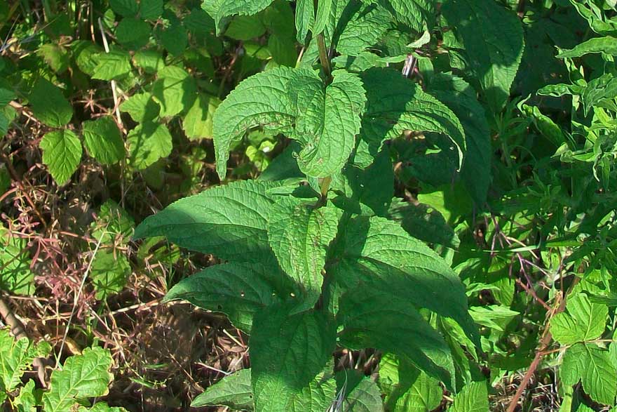 Scrophularia sp.