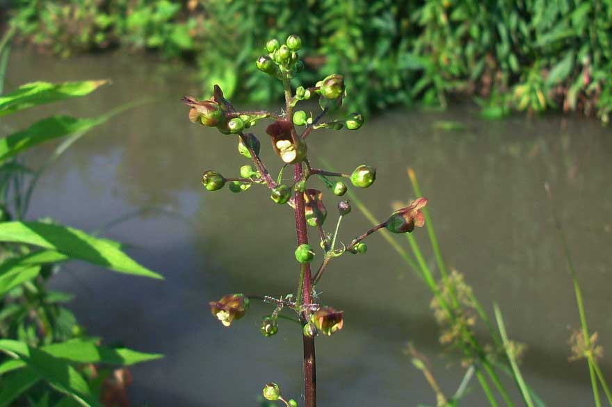 Scrophularia sp.