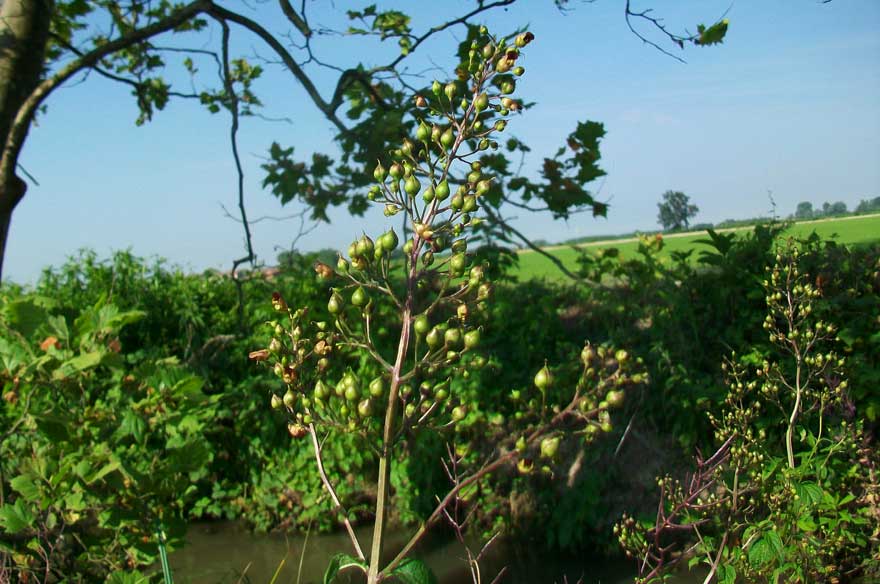 Scrophularia sp.