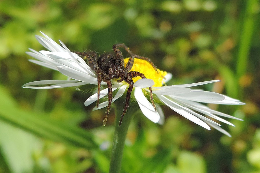 Pardosa sp. - Novara