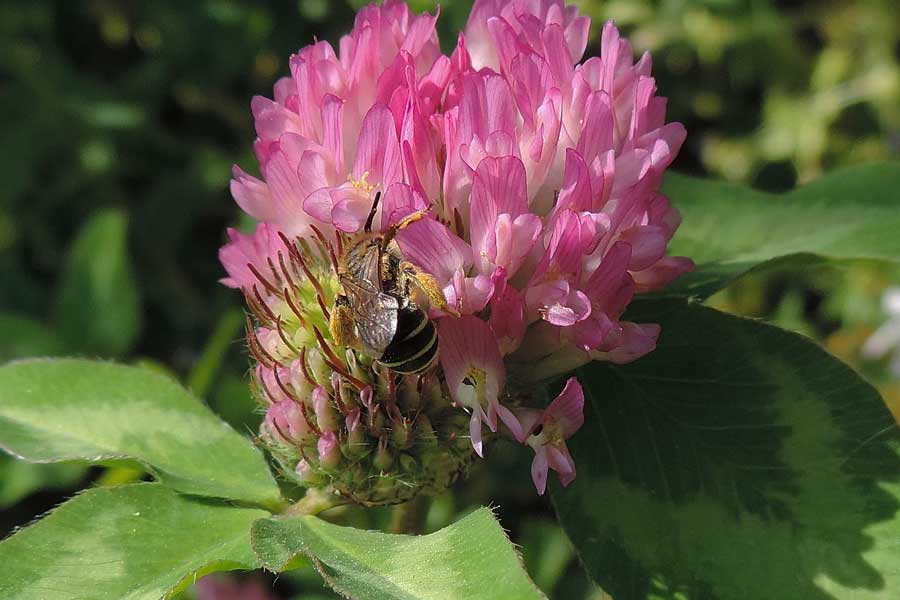 Femmina di Andrena sp.