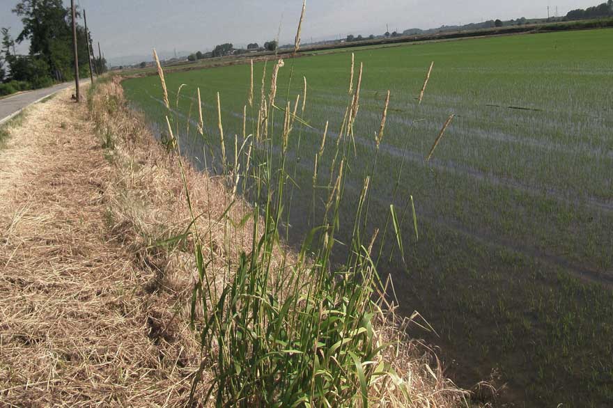 Da identificare -  Calamagrostis sp.