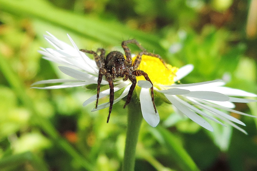 Pardosa sp. - Novara