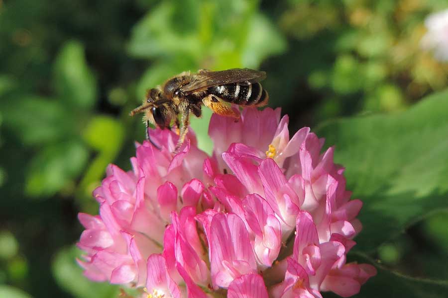 Femmina di Andrena sp.