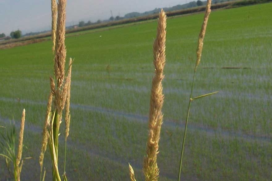 Da identificare -  Calamagrostis sp.