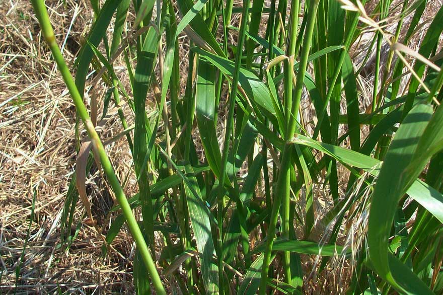 Da identificare -  Calamagrostis sp.