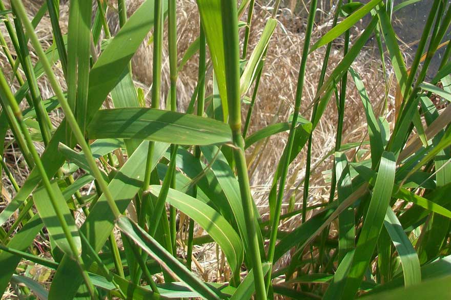 Da identificare -  Calamagrostis sp.