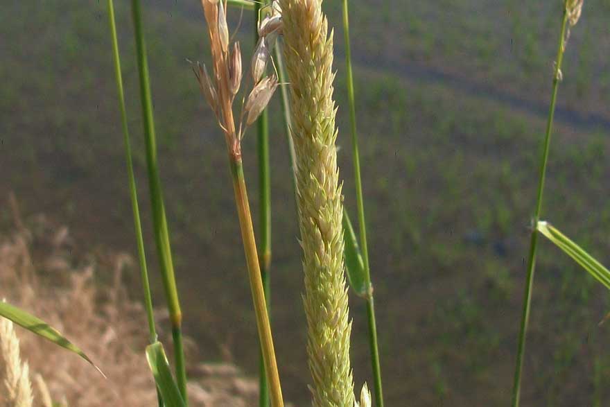 Da identificare -  Calamagrostis sp.