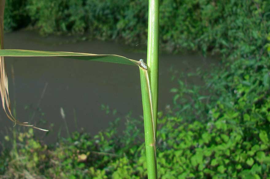 Da identificare -  Calamagrostis sp.