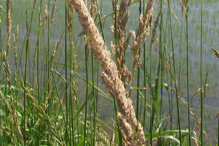 Da identificare -  Calamagrostis sp.