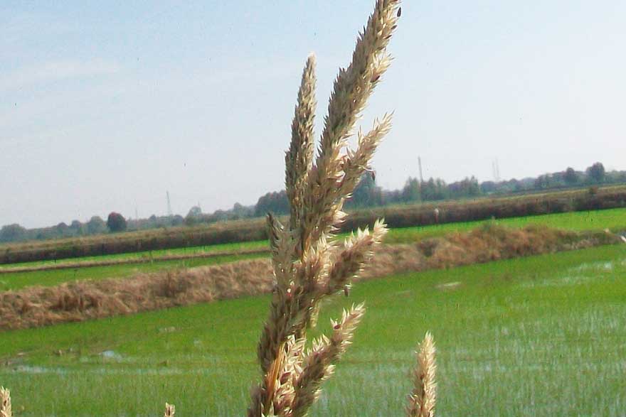 Da identificare -  Calamagrostis sp.