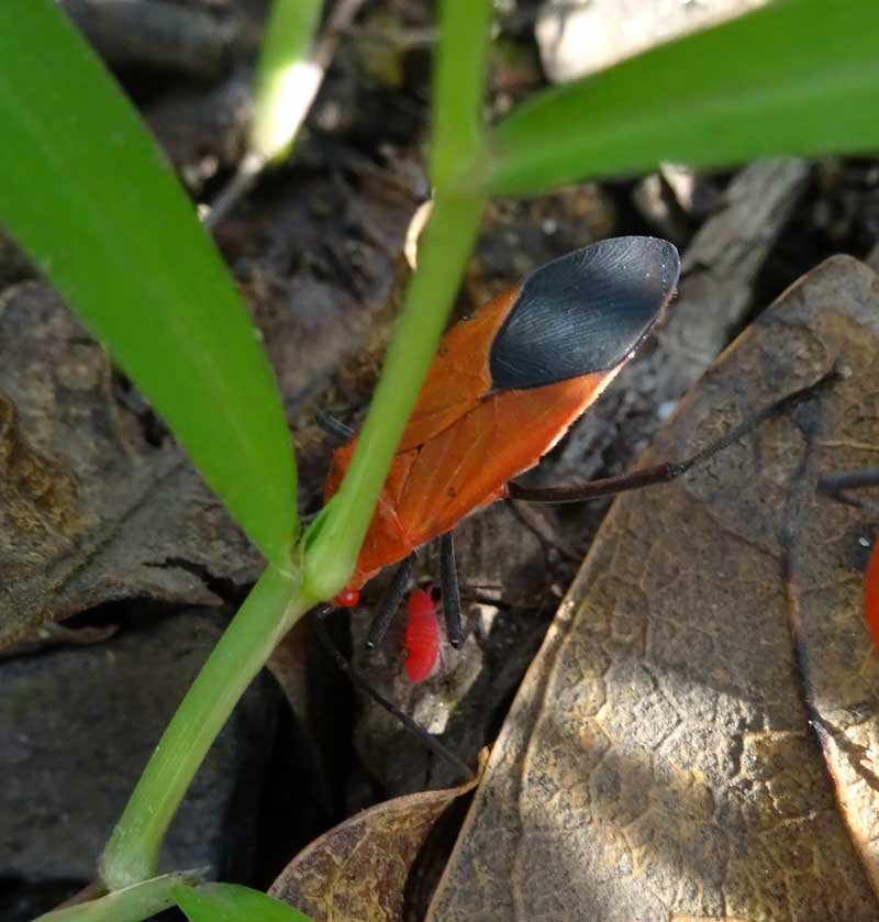 Eterottero Lygaeidae dello Sri Lanka: Arocatus sp.