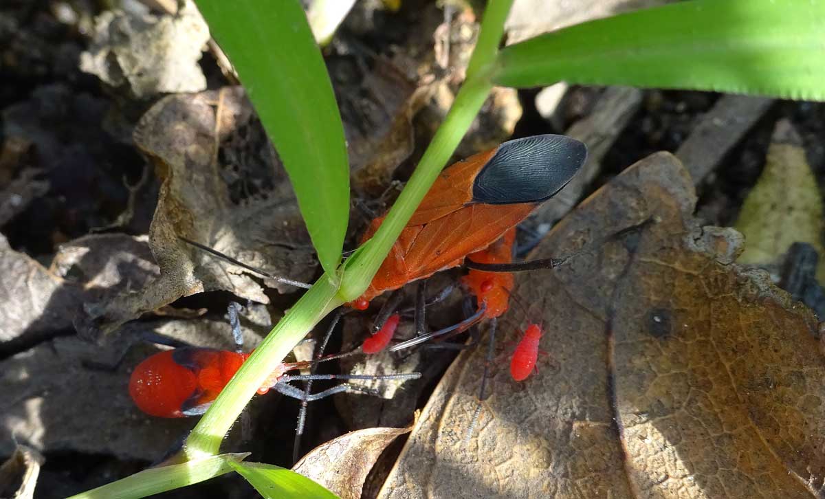 Eterottero Lygaeidae dello Sri Lanka: Arocatus sp.