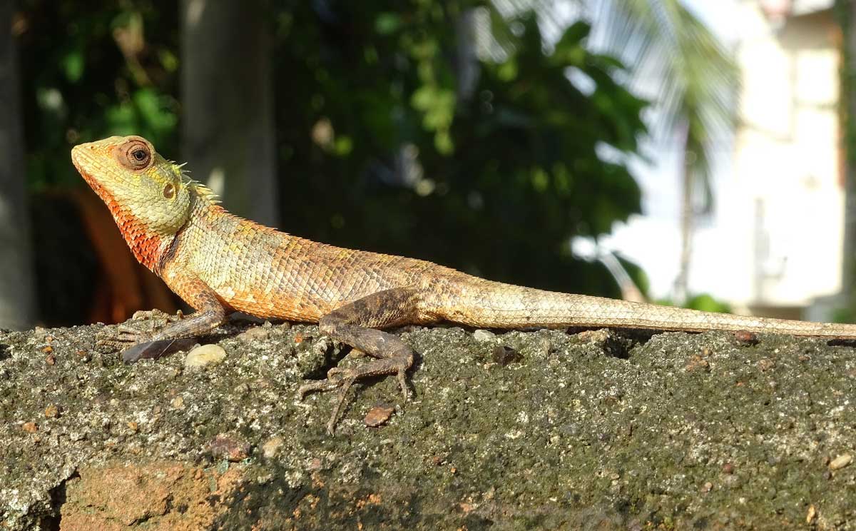 Sauro dello Sri Lanka: Calotes versicolor