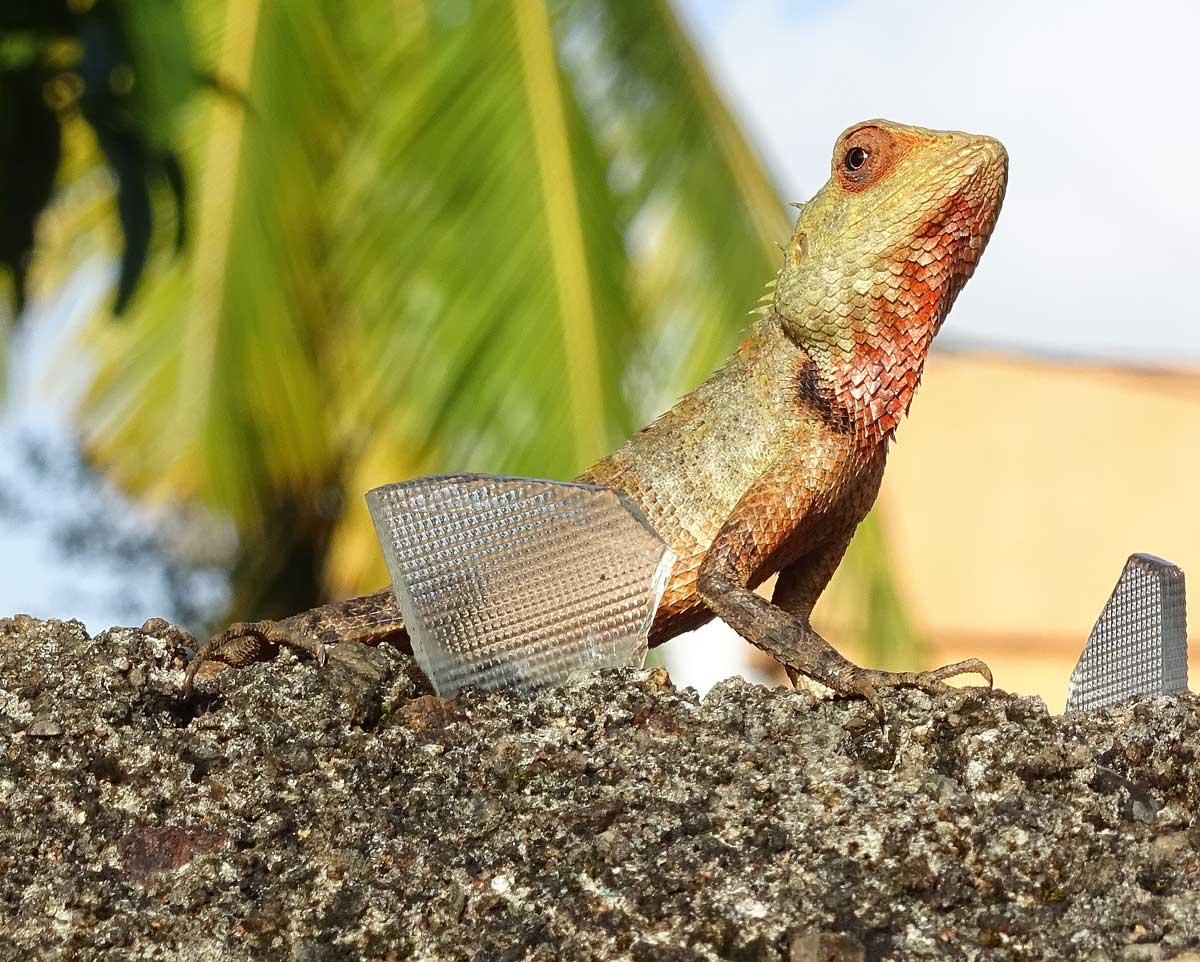 Sauro dello Sri Lanka: Calotes versicolor