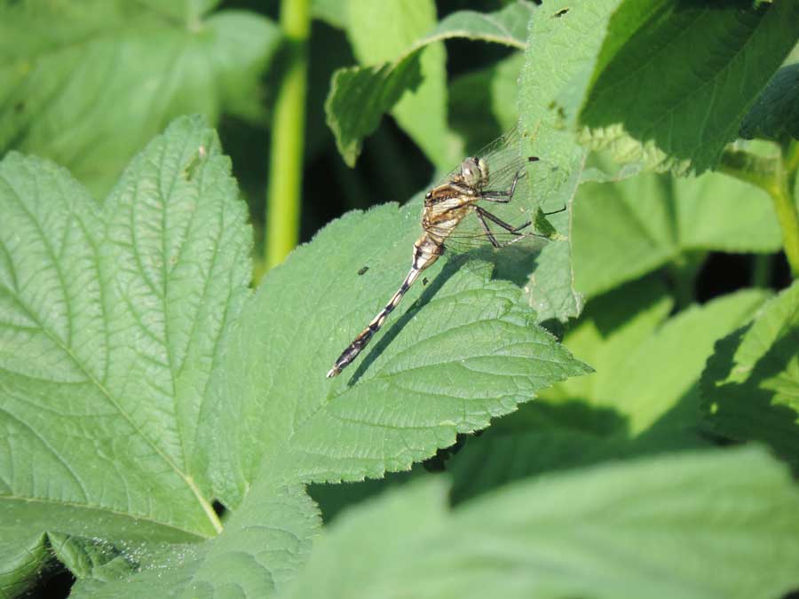 Da identificare - Orthetrum albistylum