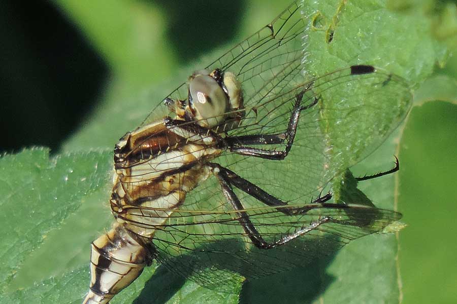 Da identificare - Orthetrum albistylum