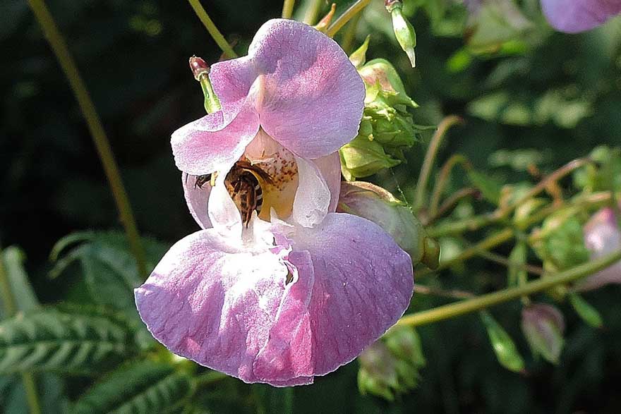 Impatiens glandulifera