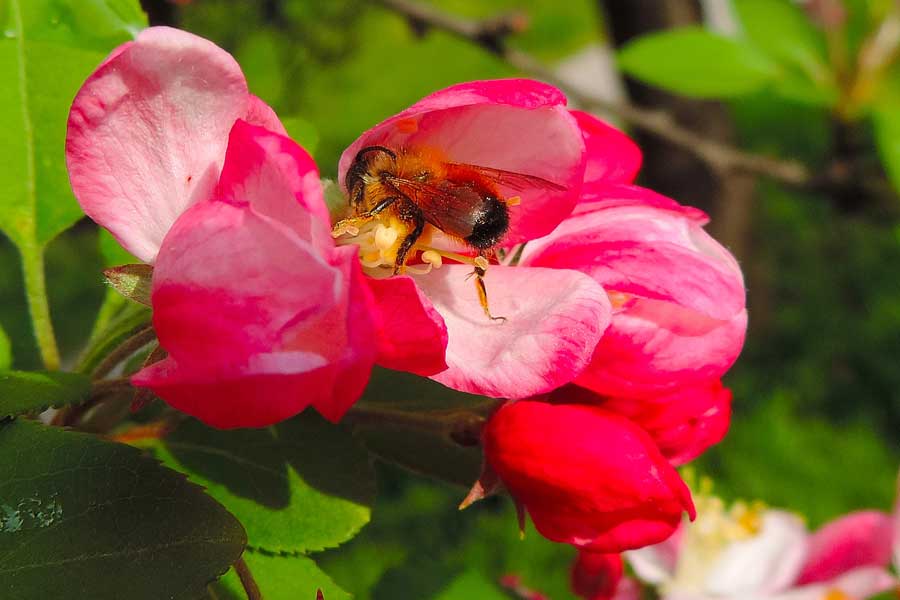 Andrena? No. Maschio di Osmia rufa