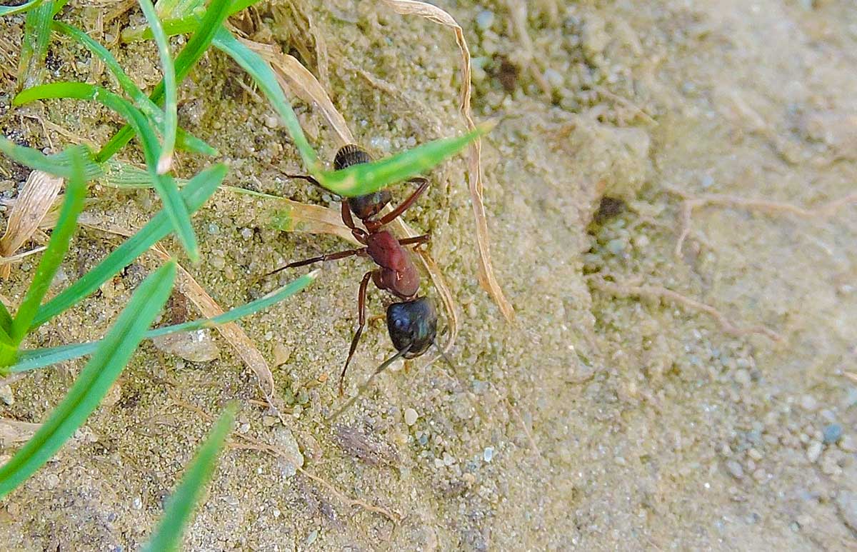 operaia maggiore di Camponotus ligniperda