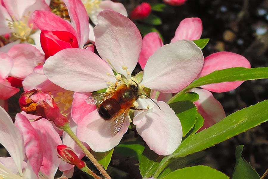 Andrena? No. Maschio di Osmia rufa