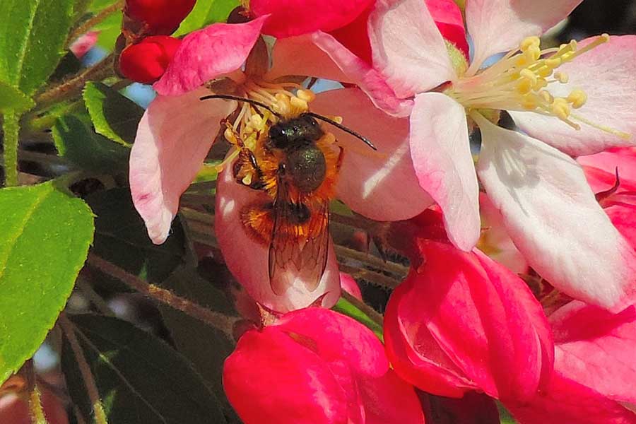 Andrena? No. Maschio di Osmia rufa