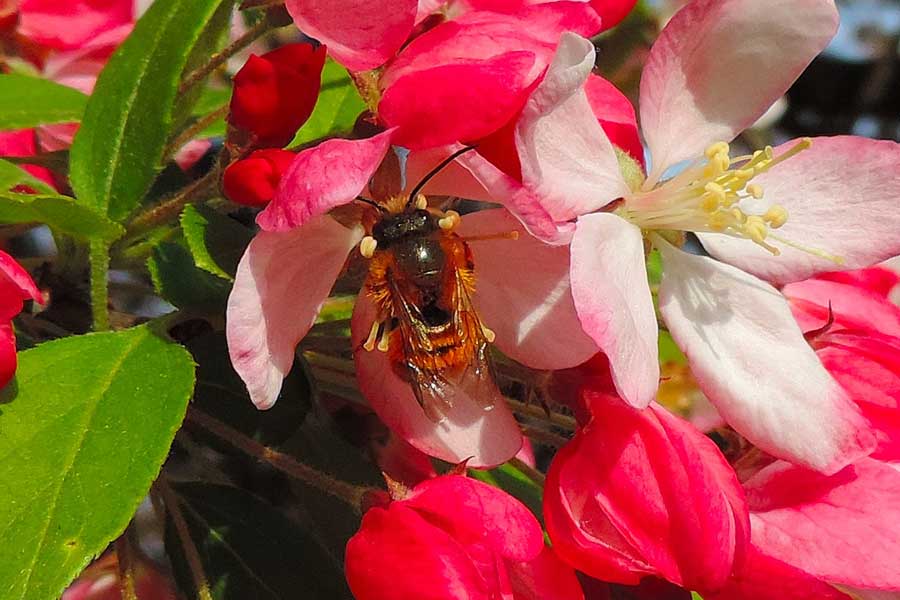 Andrena? No. Maschio di Osmia rufa