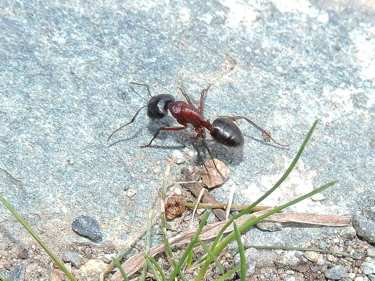 operaia maggiore di Camponotus ligniperda