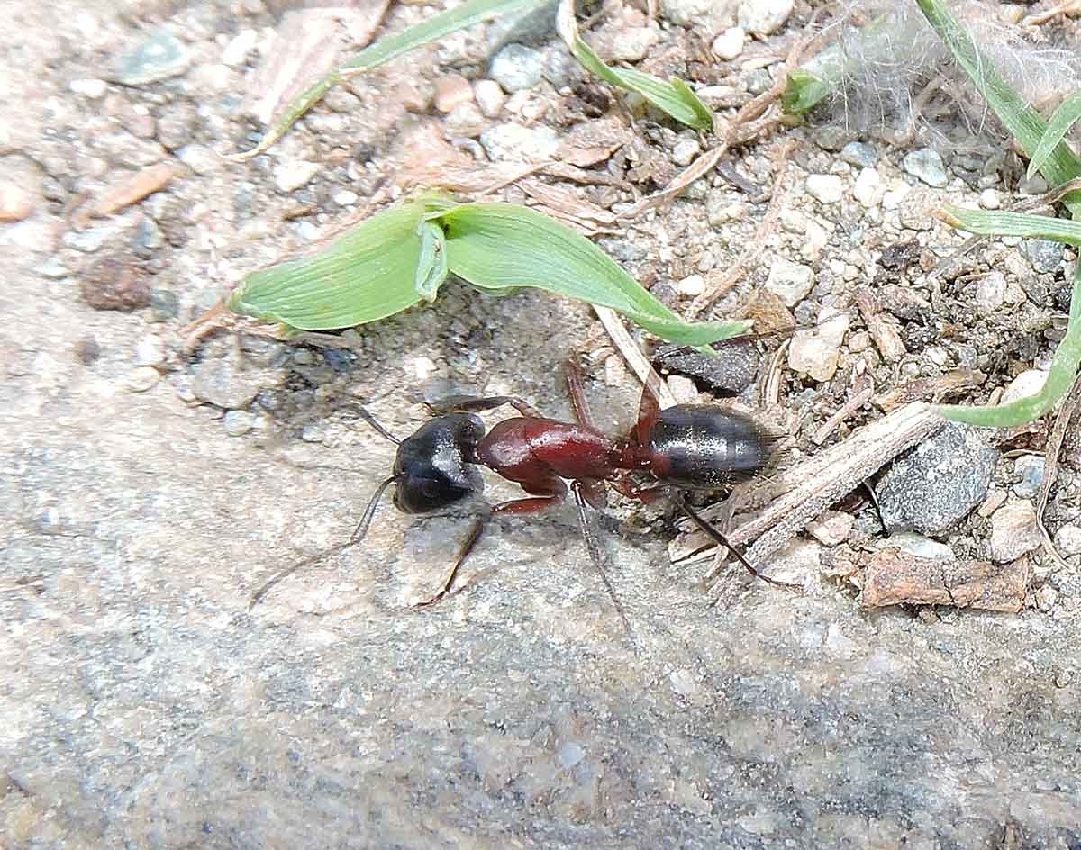 operaia maggiore di Camponotus ligniperda