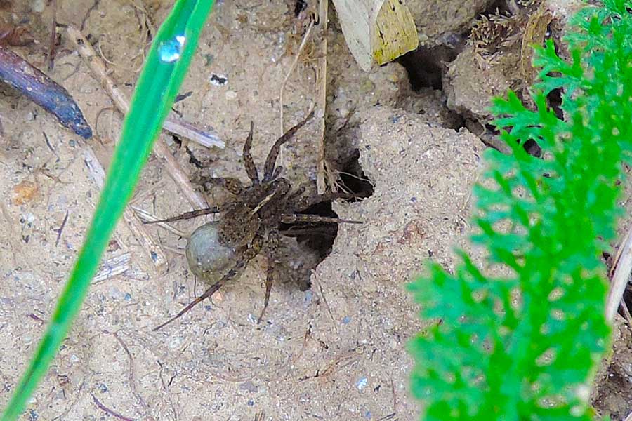 Pardosa sp. con ovisacco - Novara