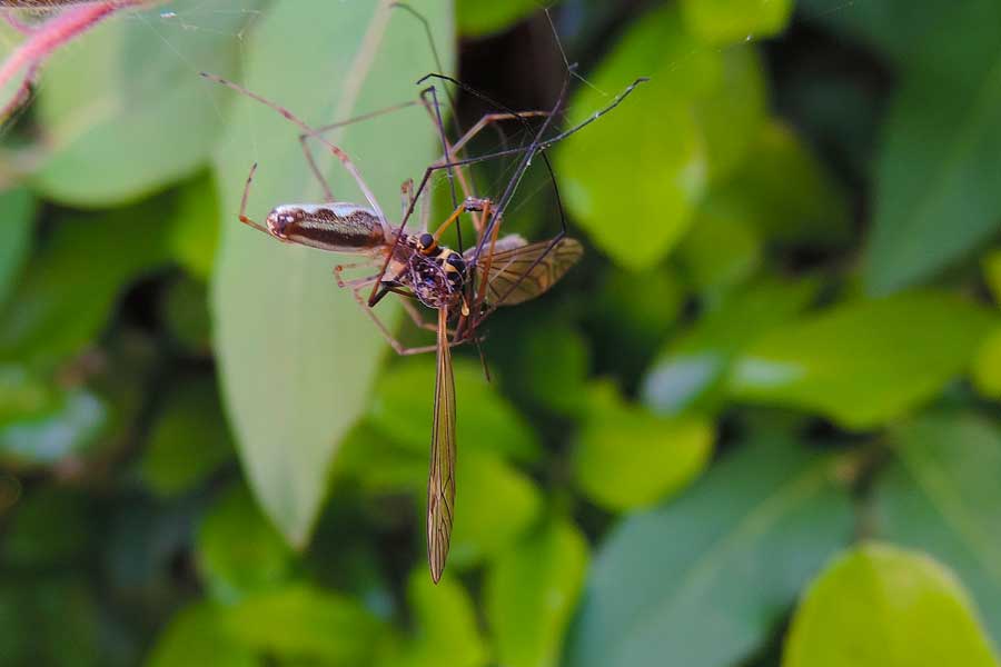 Tetragnatha sp. - Novara (NO)