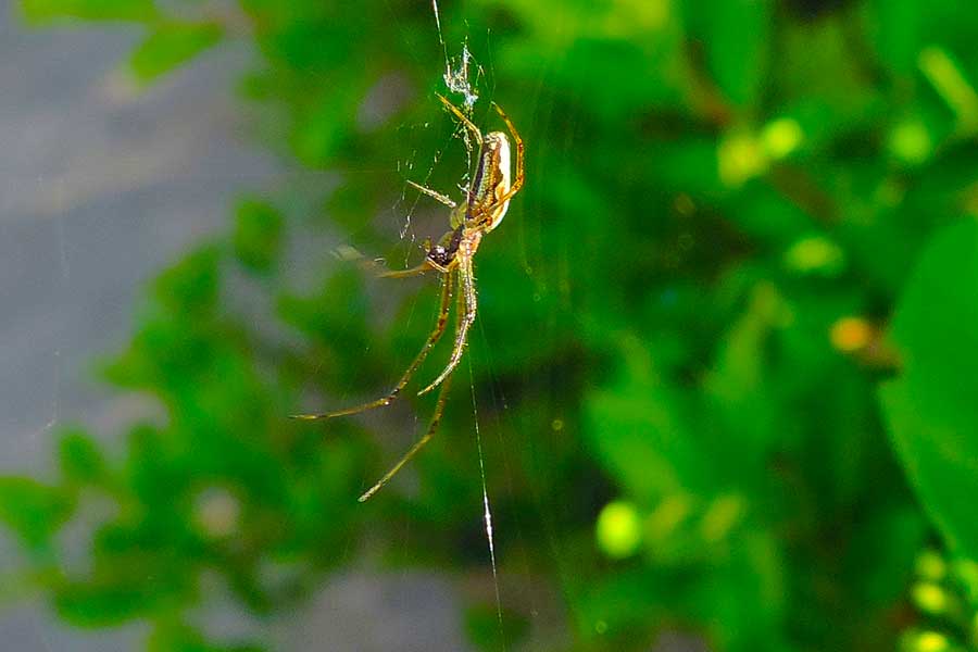 Tetragnatha sp. - Novara (NO)